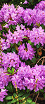 Rhododendron - garden flowers in May