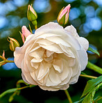 The garden rose