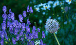 Beautiful flowers in my garden