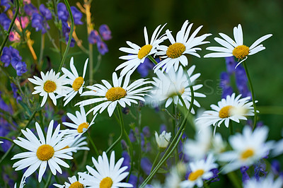 Buy stock photo Daisy flowers growing in a field or botanical garden on a sunny day outdoors. Marguerite or english daisies with white petals blooming in spring. Beautiful and bright plants blossoming in nature