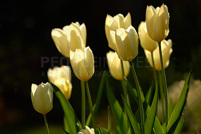 Buy stock photo Yellow garden flowers growing against a black background. Closeup of didier's tulip from the tulipa gesneriana species with vibrant petals and green stems blooming in nature on a day in spring
