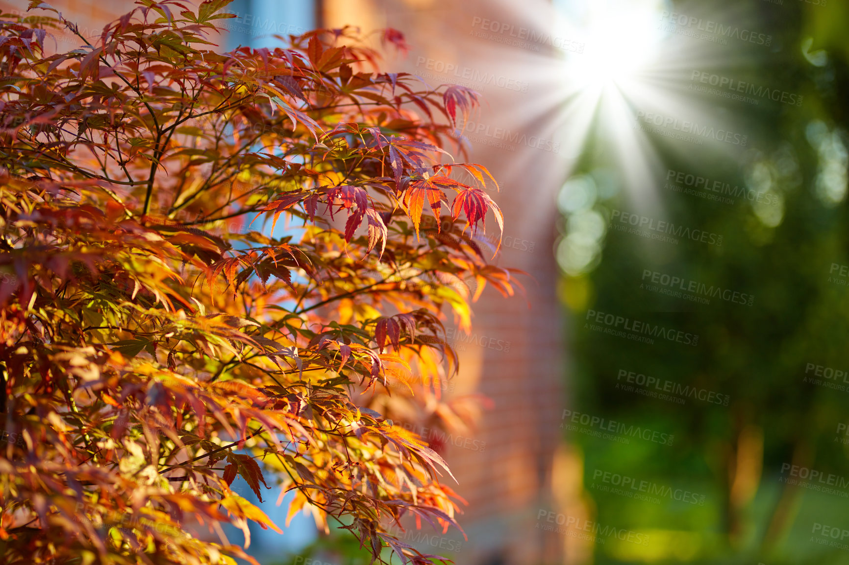 Buy stock photo Leaves, plants and growth with sunshine in backyard for ecology, environment and sustainability. Lens flare, Japanese maple and autumn season with bokeh, eco friendly and home with botanical greenery