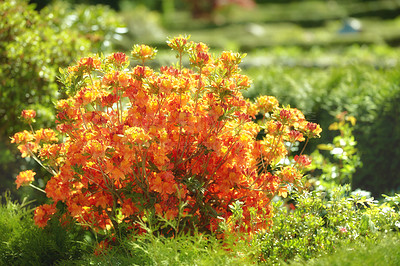 Buy stock photo A series of beautiful garden photos