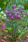 Beautiful flowers in my garden