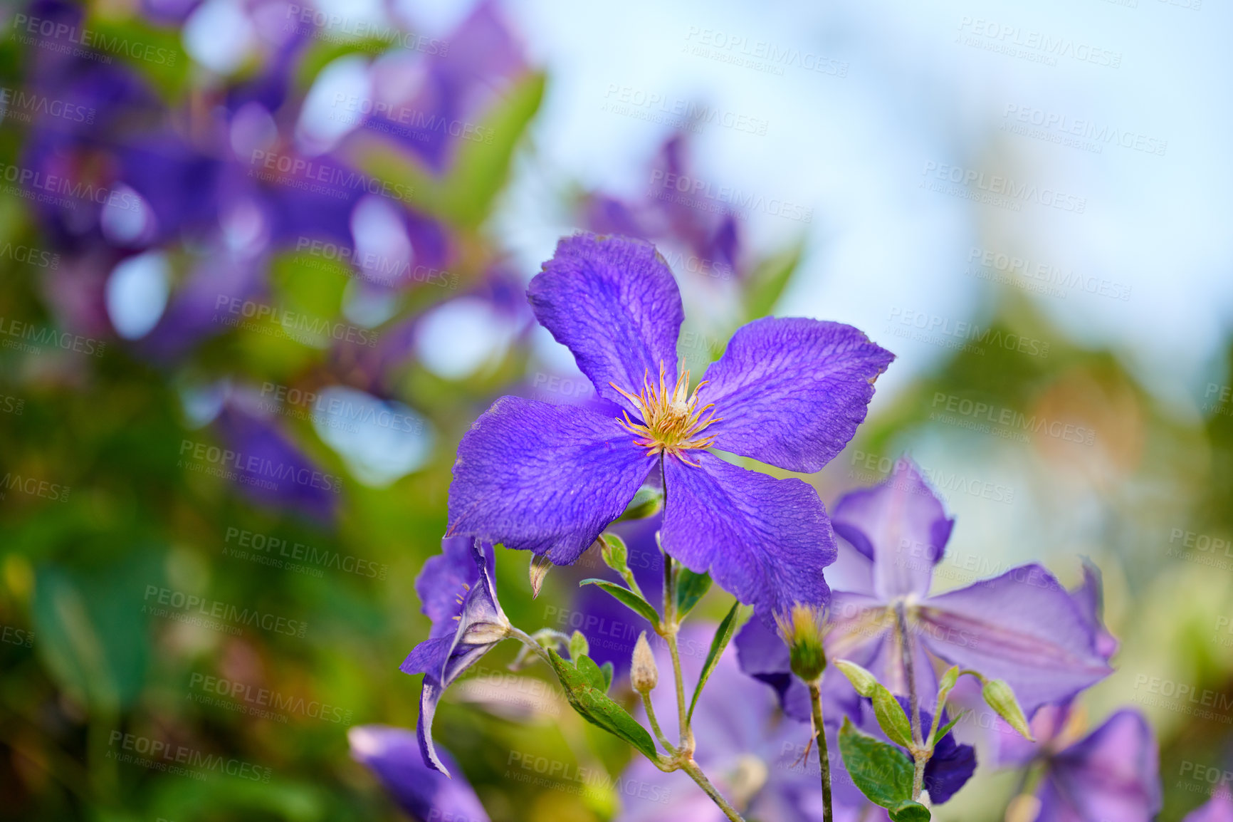 Buy stock photo A series of beautiful garden photos