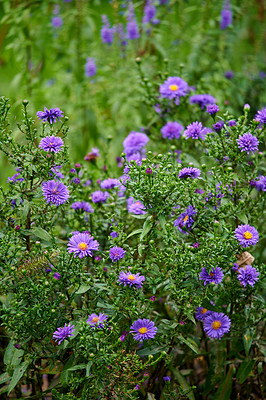 Buy stock photo A series of beautiful garden photos