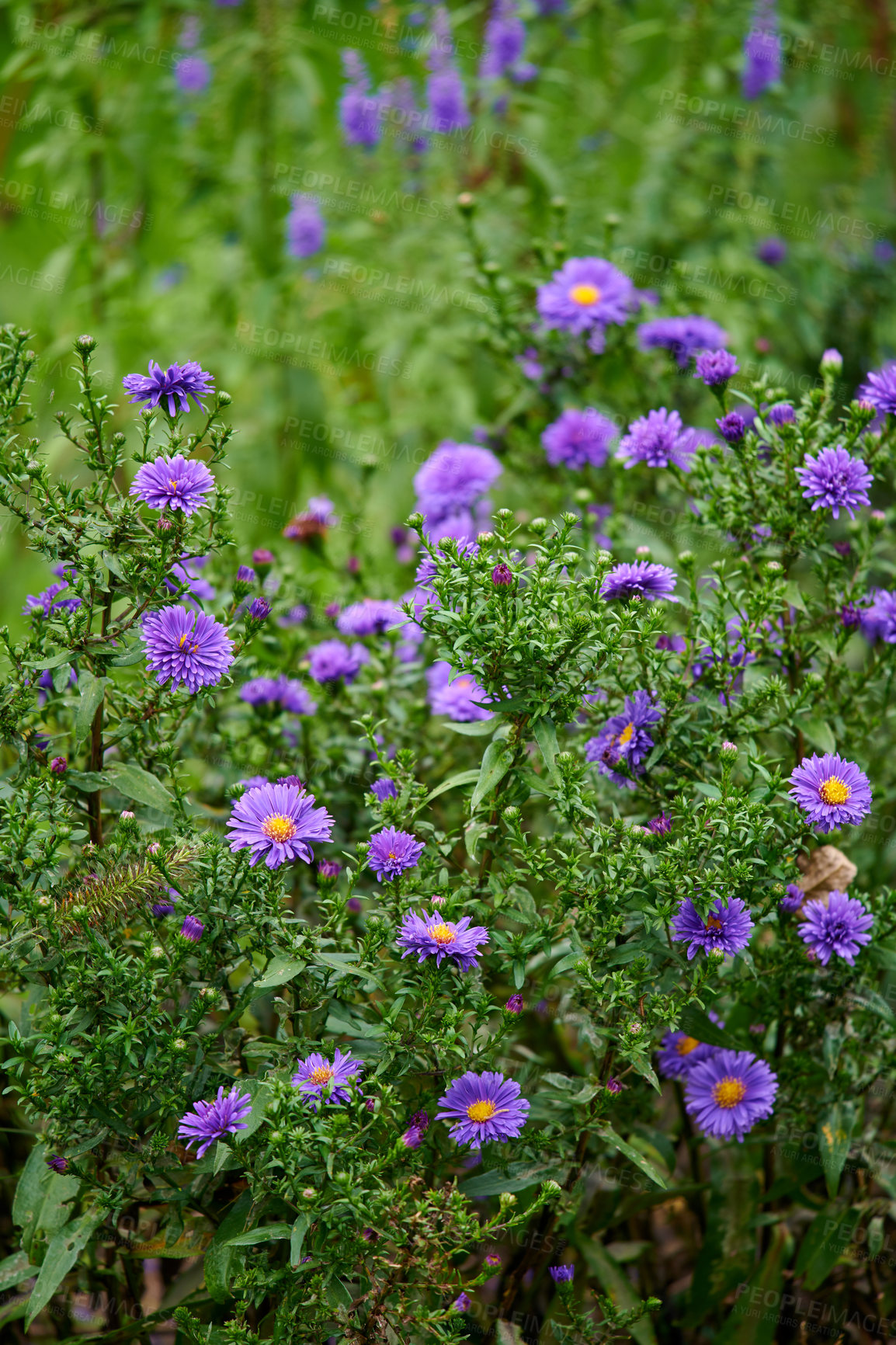 Buy stock photo A series of beautiful garden photos