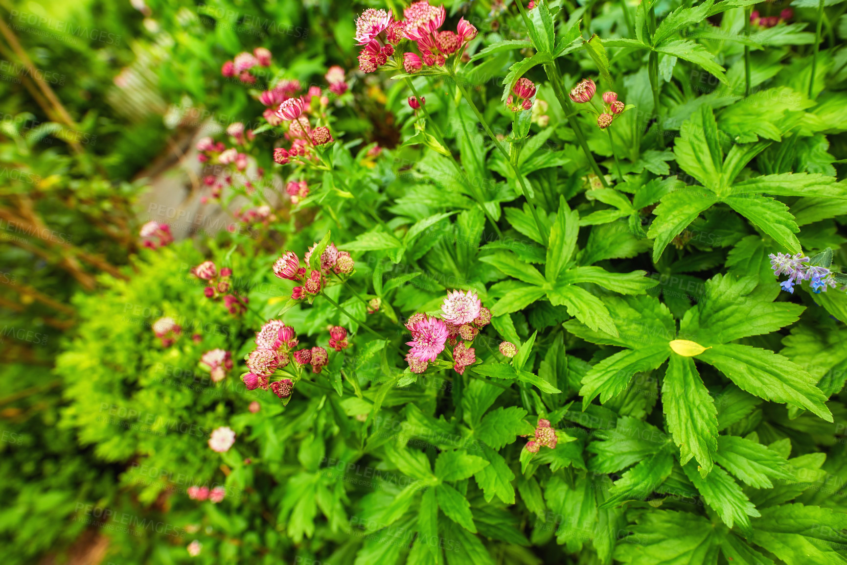 Buy stock photo Green bush with bright colorful flowers blooming on a beautiful spring day. Lush and vibrant plants blossoming outdoors in a garden or in nature. Magnificent foliage growing in a yard in summer