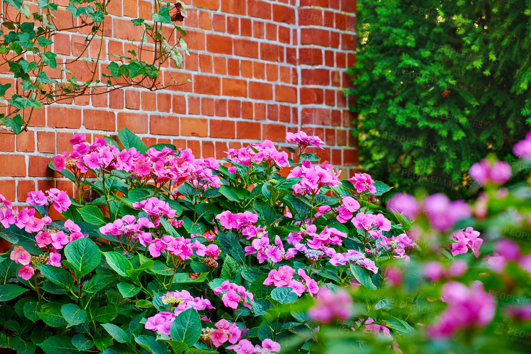 Buy stock photo A series of beautiful garden photos