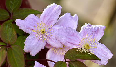 Buy stock photo A series of beautiful garden photos