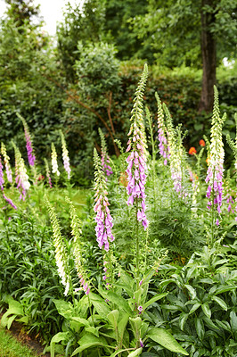 Buy stock photo The colorful, common foxglove flower plants in full bloom in a botanical garden or grass field of a forest in spring or summer. Closeup of nature surrounded by the green scenery of grass and trees. 