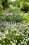 Beautiful flowers in my garden