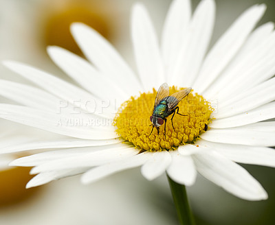 Buy stock photo Common green bottle fly pollinating a white daisy flower. Closeup of one blowfly feeding off nectar from a yellow pistil center on a plant. Macro of a lucilia sericata insect and bug in an ecosystem