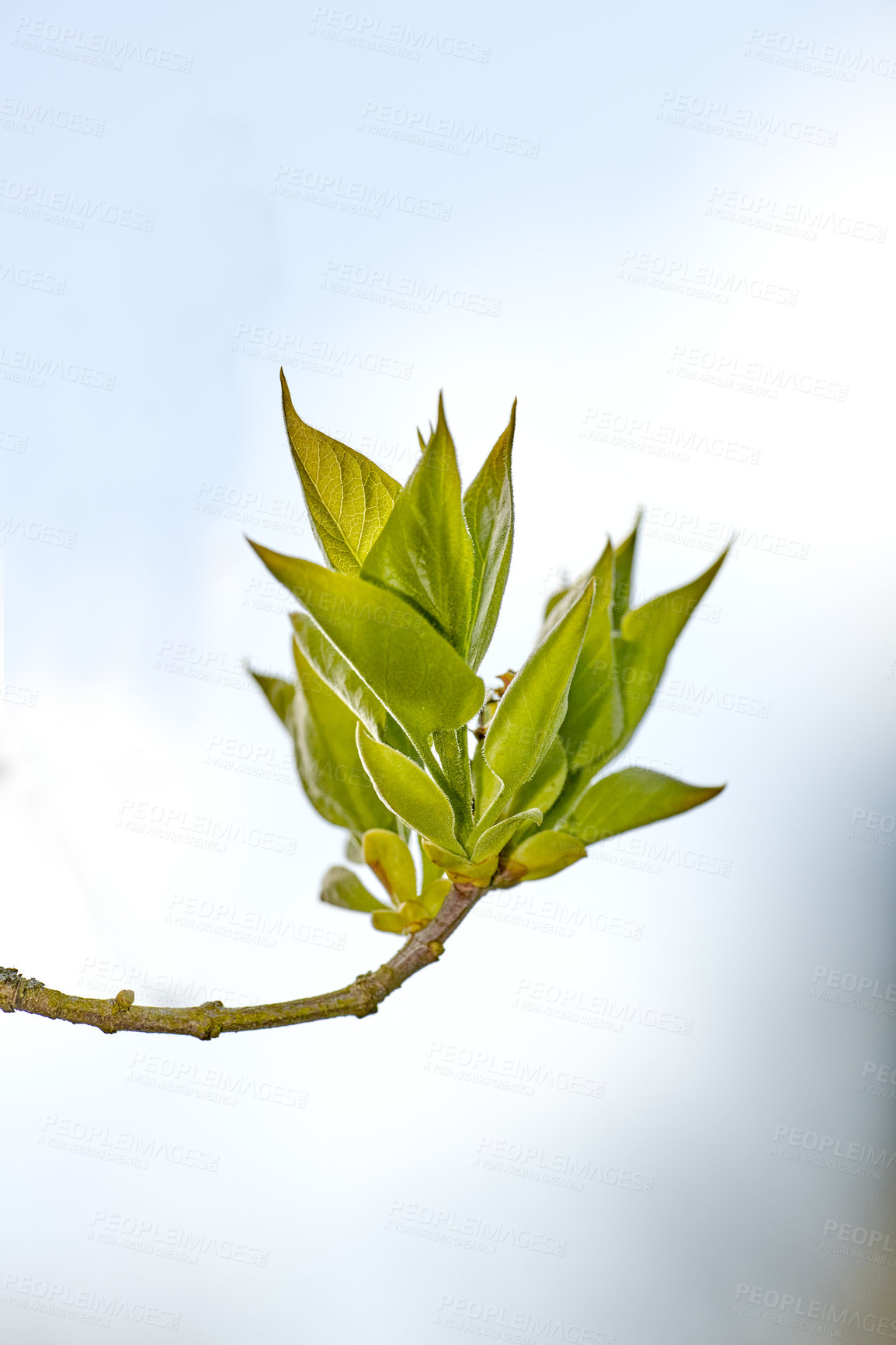 Buy stock photo Beautiful view of healthy nature leaves in focus. Green beauty of du zhong species, leafs showing growth on root in a blur background. Isolated natural plant growing on a branch 