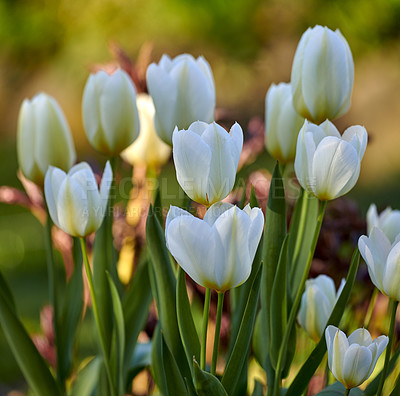 Buy stock photo White garden tulips growing in spring. Closeup of didier's tulip from the tulipa gesneriana species with vibrant petals and green stems blossoming and blooming in nature on a sunny day in spring