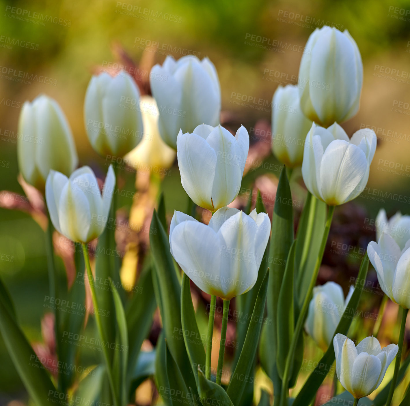 Buy stock photo White garden tulips growing in spring. Closeup of didier's tulip from the tulipa gesneriana species with vibrant petals and green stems blossoming and blooming in nature on a sunny day in spring