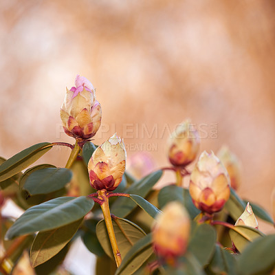 Buy stock photo Rhododendron is a genus of 1,024 species of woody plants in the heath family, either evergreen or deciduous, and found mainly in Asia, although it is also widespread throughout the Southern Highlands of the Appalachian Mountains of North America.