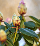 Rhododendron - garden flowers in May