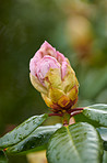 Rhododendron - garden flowers in May