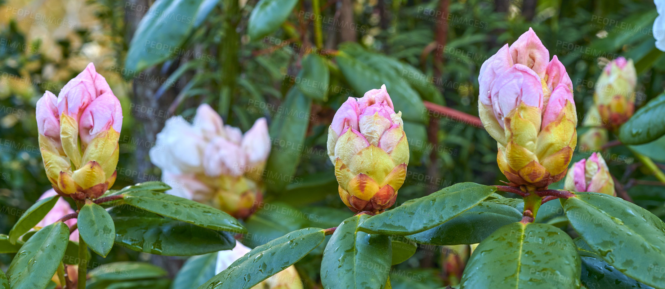 Buy stock photo Rhododendron is a genus of 1,024 species of woody plants in the heath family, either evergreen or deciduous, and found mainly in Asia, although it is also widespread throughout the Southern Highlands of the Appalachian Mountains of North America.