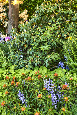 Buy stock photo Spanish bluebell or Siberian squill flower plants in full bloom in a garden on a sunny Spring or Summer day. Closeup of nature surrounded by the green scenery of trees and leaves in a forest.