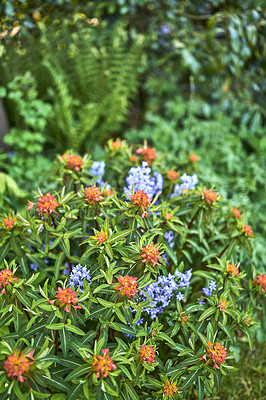 Buy stock photo Bright and colorful flowering plants growing in a garden or park on a sunny day outdoors in spring. Vibrant orange fireglow griffiths spurge and purple spanish bluebell flowers blooming in nature
