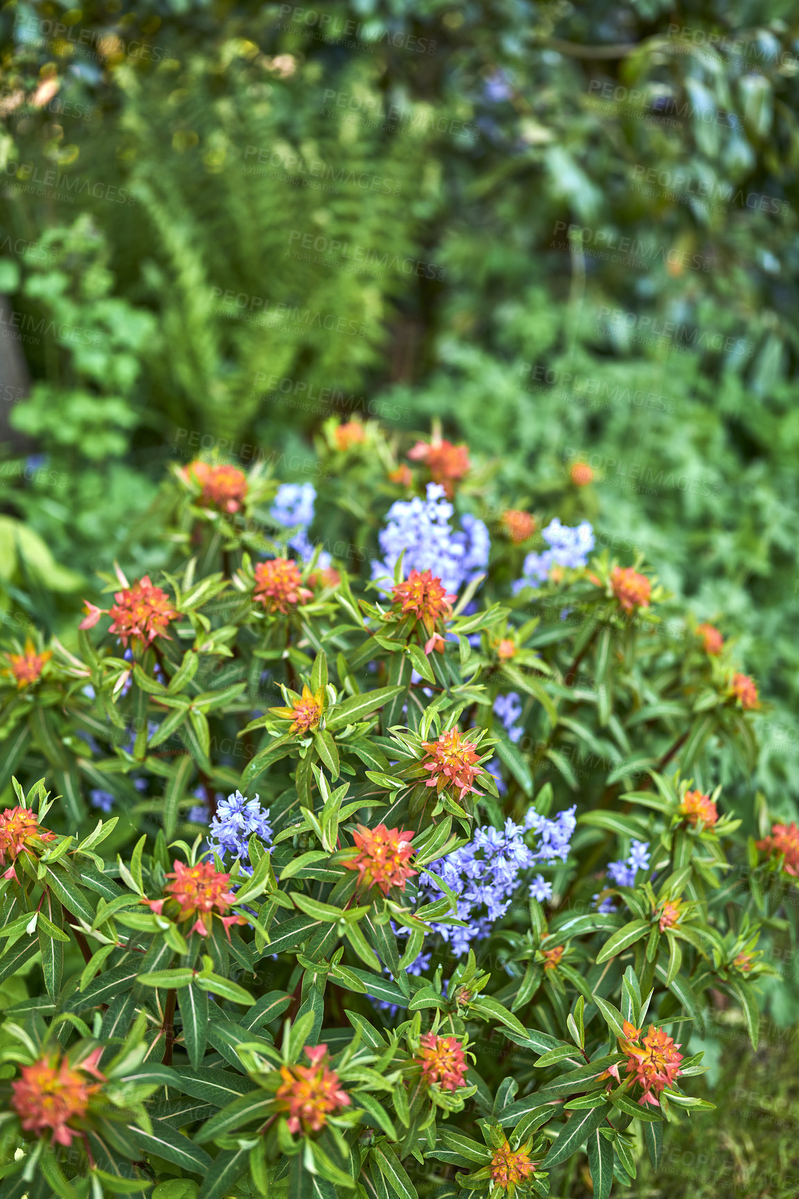 Buy stock photo Bright and colorful flowering plants growing in a garden or park on a sunny day outdoors in spring. Vibrant orange fireglow griffiths spurge and purple spanish bluebell flowers blooming in nature
