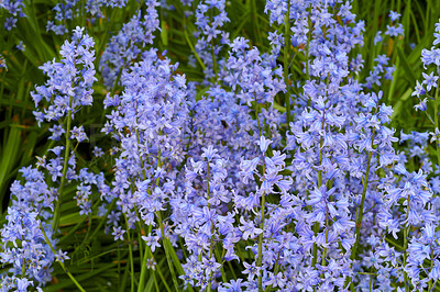 Buy stock photo Colorful purple flowers growing in a garden. Closeup of beautiful spanish bluebell or hyacinthoides hispanica foliage with vibrant petals blooming and blossoming in nature on a sunny day in spring