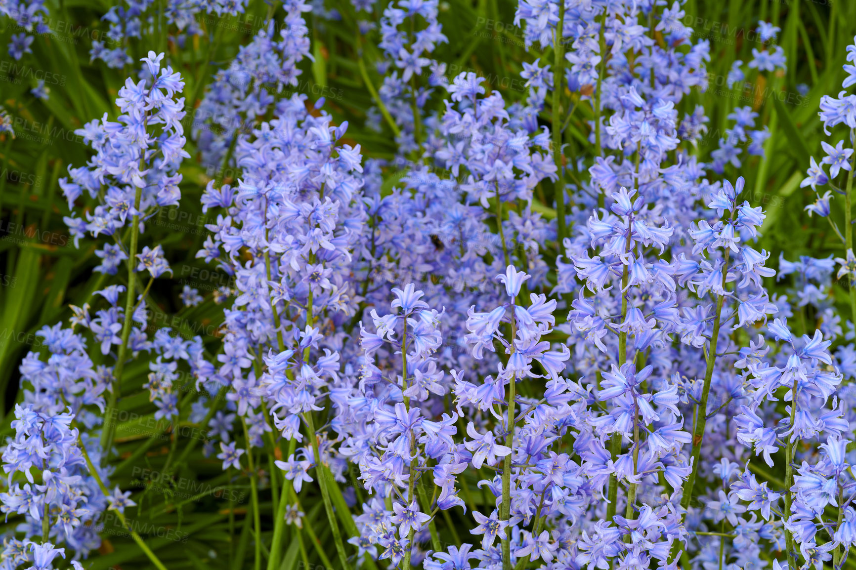 Buy stock photo Colorful purple flowers growing in a garden. Closeup of beautiful spanish bluebell or hyacinthoides hispanica foliage with vibrant petals blooming and blossoming in nature on a sunny day in spring