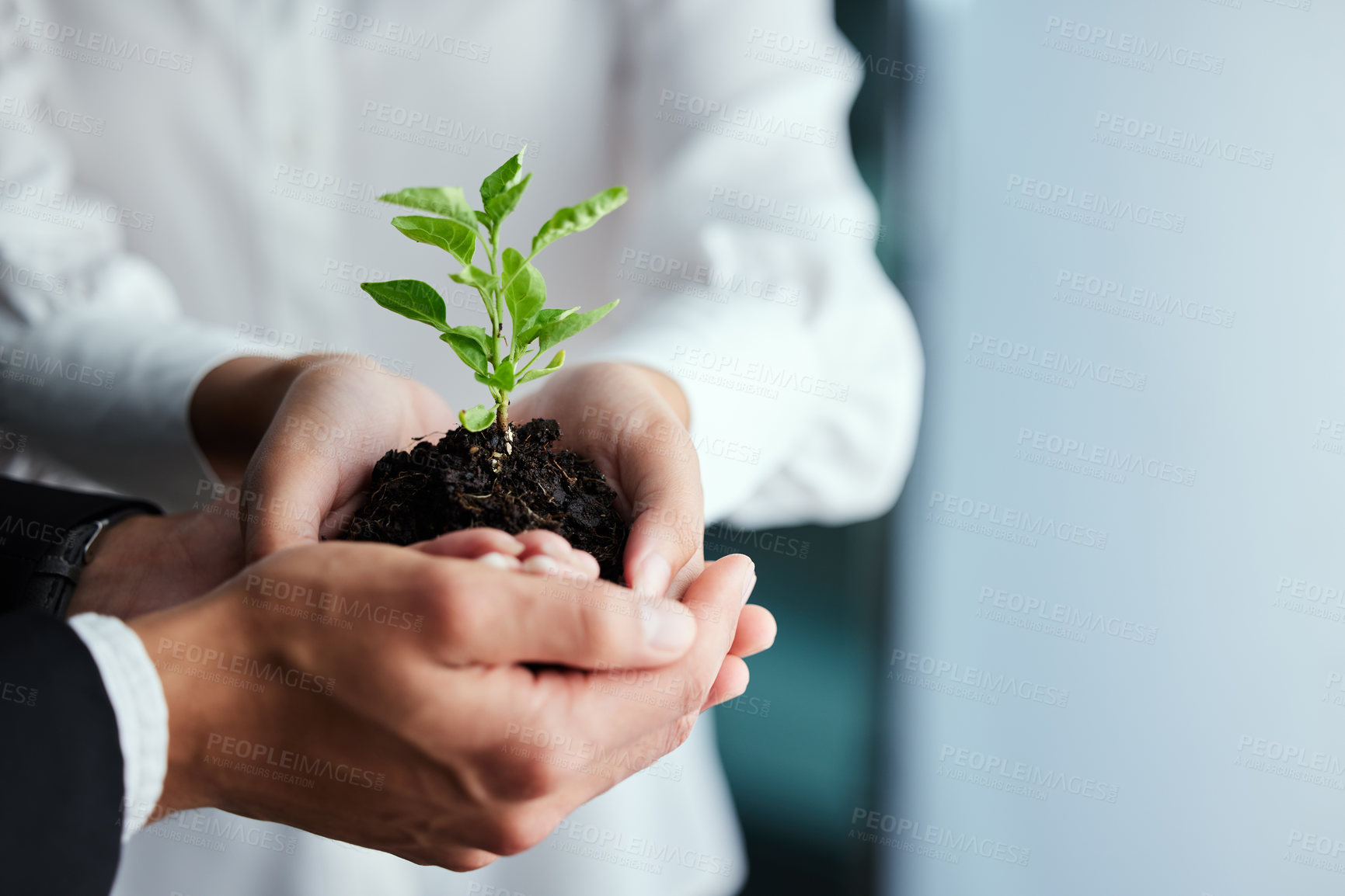 Buy stock photo People, closeup and plant in hands or together for earth day,  hope for environment or sustainability. Teamwork, tree and soil in palm for commitment to future, carbon footprint or eco friendly