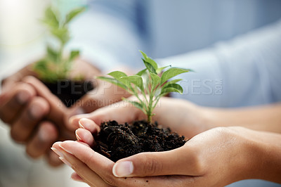 Buy stock photo Cropped shot of two unrecognizable businesspeople holing a budding plants while standing in their office