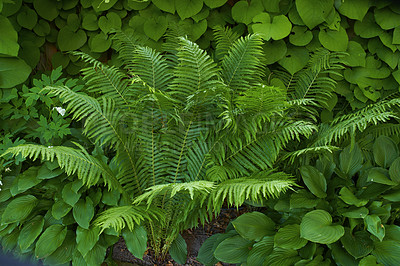 Buy stock photo A series of beautiful garden photos