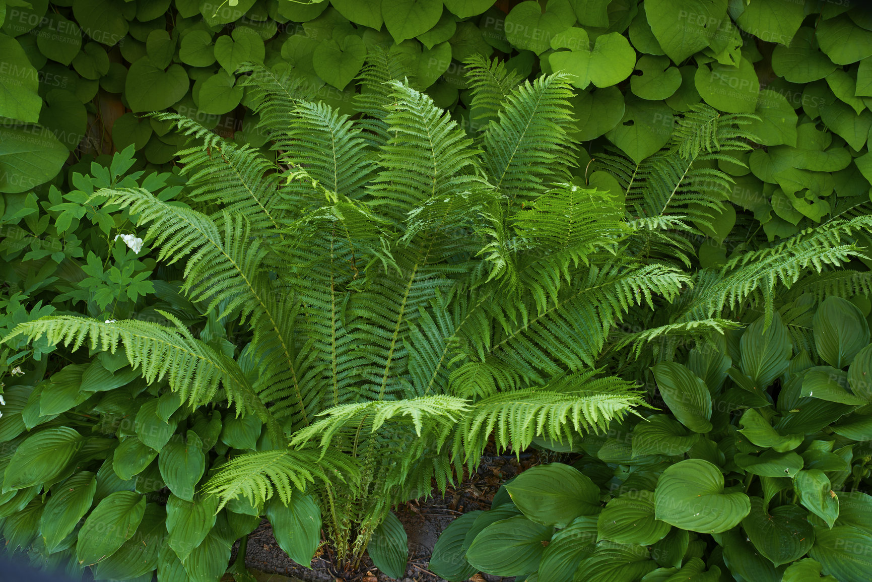 Buy stock photo A series of beautiful garden photos