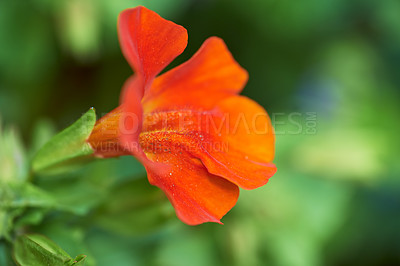 Buy stock photo A series of beautiful garden photos