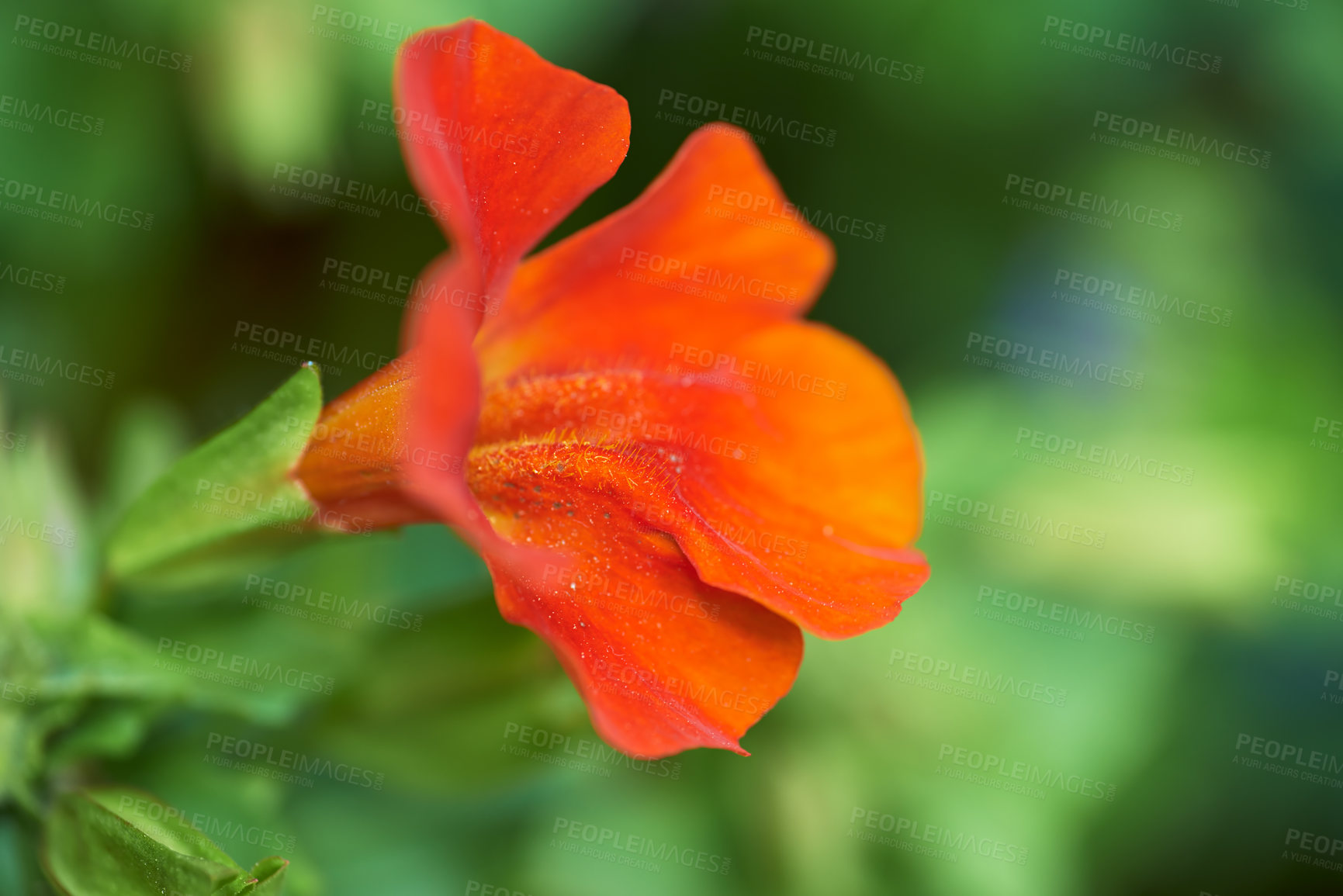 Buy stock photo A series of beautiful garden photos