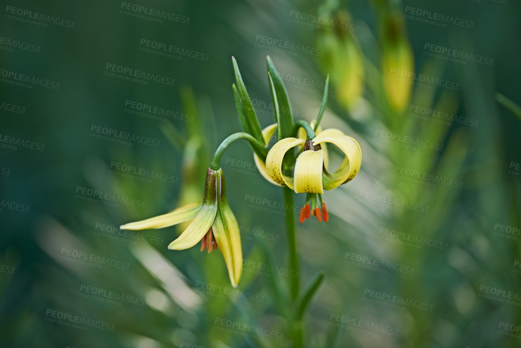 Buy stock photo A beautiful yellow lily view against a green natural background. A closeup of a flowers growing outdoors in a garden. Macro of a nature landscape of petals during spring.