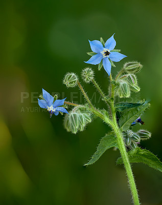 Buy stock photo A series of beautiful garden photos