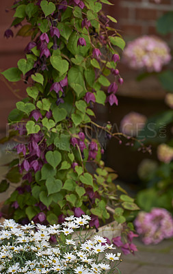 Buy stock photo A series of beautiful garden photos