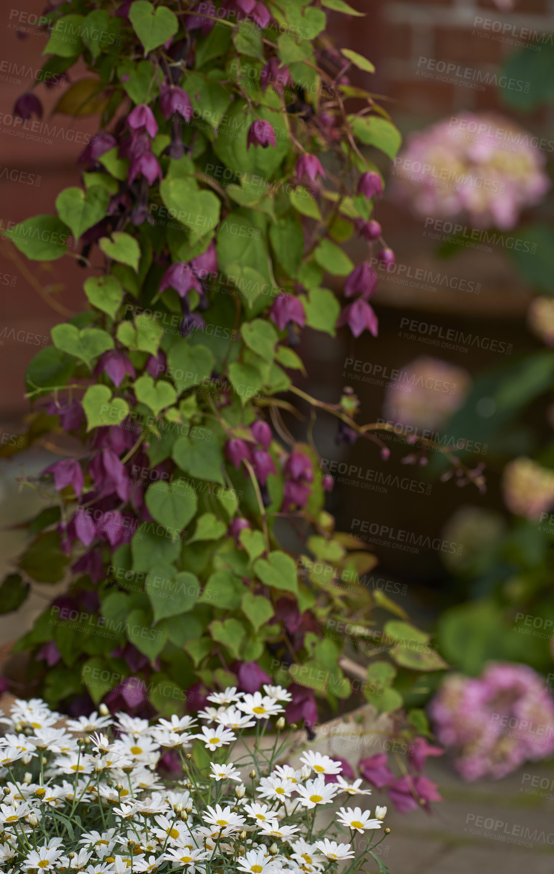 Buy stock photo A series of beautiful garden photos