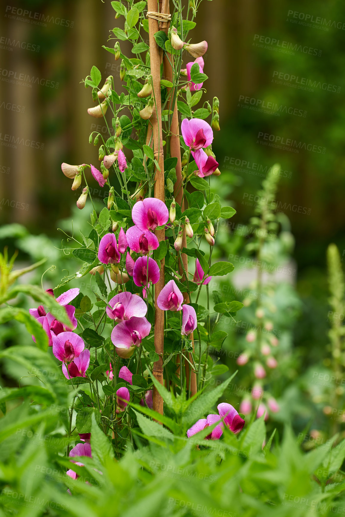 Buy stock photo Garden, orchids and environment with flowers in nature for spring season, botany or eco friendly. Sustainability, ecology and blooming flora with plants in backyard for blossom, ecosystem and foliage
