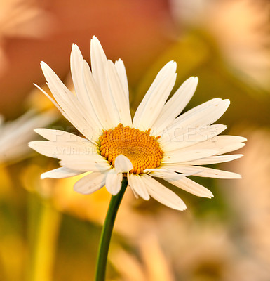 Buy stock photo Copy space closeup of white daisy flower growing in a remote field, meadow or home garden with bokeh background. Marguerite argyranthemum frutescens medicinal plant blossoming, blooming and flowering