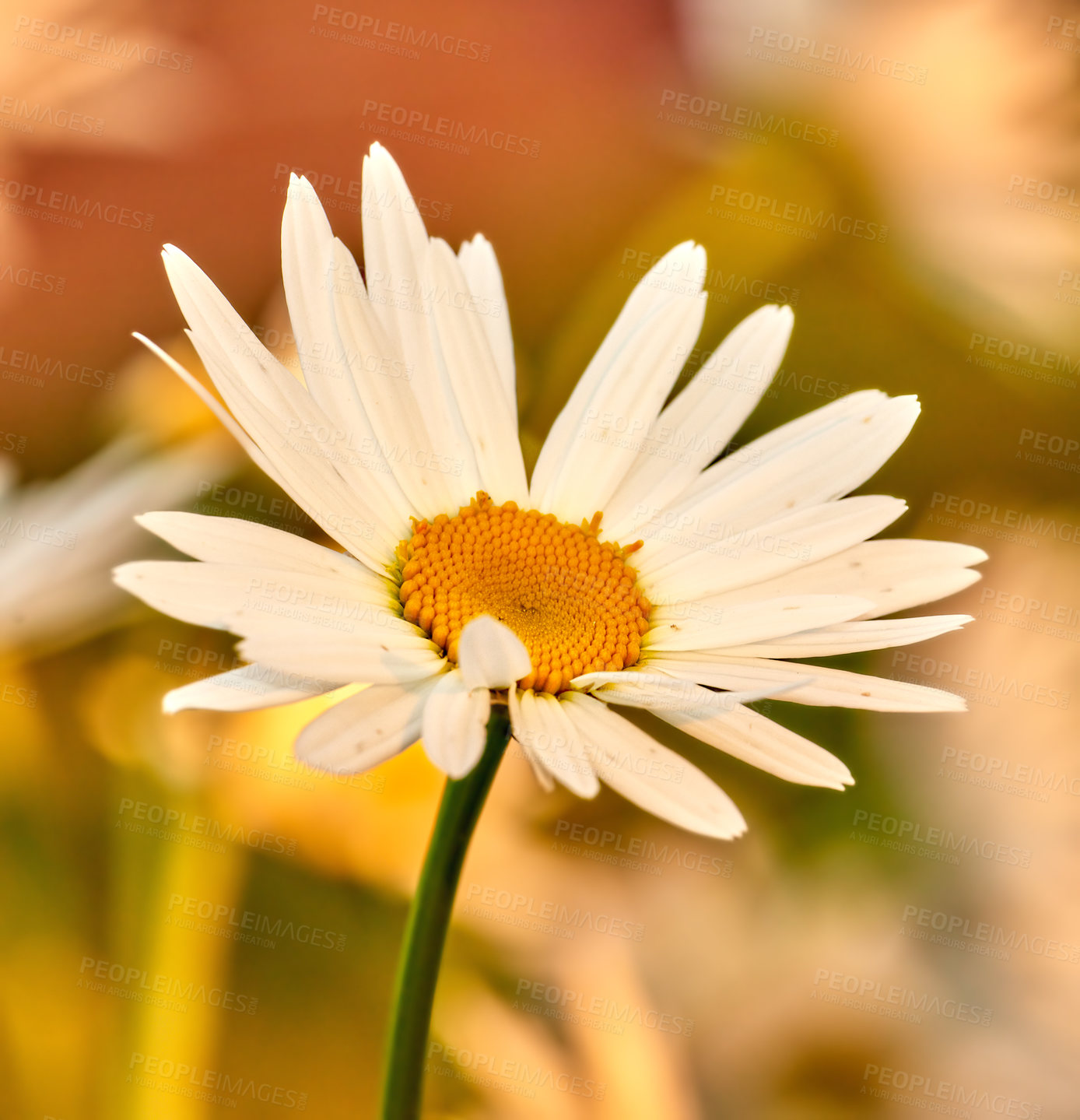 Buy stock photo Copy space closeup of white daisy flower growing in a remote field, meadow or home garden with bokeh background. Marguerite argyranthemum frutescens medicinal plant blossoming, blooming and flowering