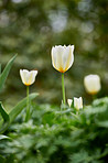 White tulips in my garden