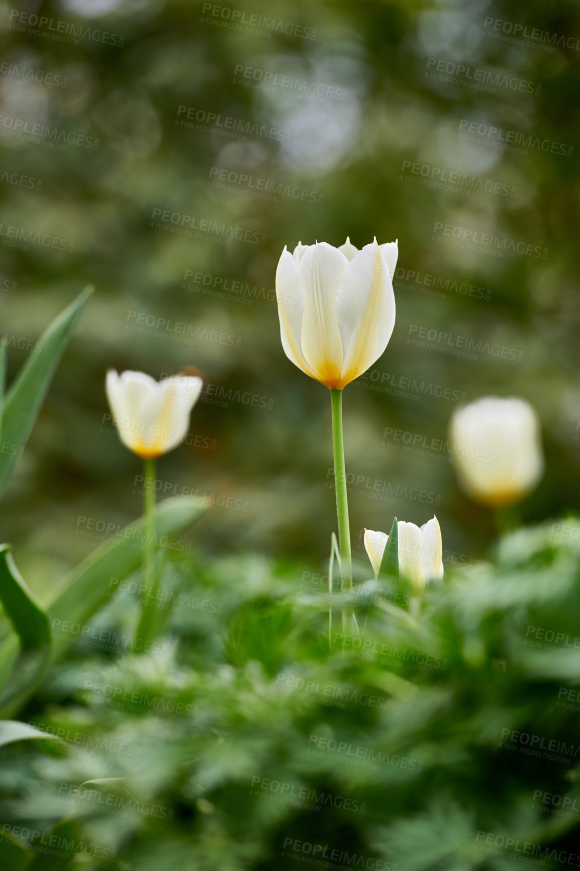 Buy stock photo White and yellow garden tulips growing in spring with copy space background. Group of annual or perennial flowering plants. Beautiful open tulip flowers outside a backyard or a dense green park