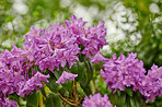 Rhododendron - garden flowers in May