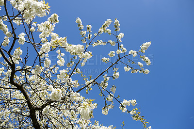 Buy stock photo Branches of white japanese cherry blossoms against a clear blue sky background. Low angle of delicate prunus serrulata fruit tree from the rosaceae species blooming in a garden on a sunny day 