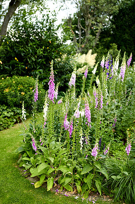 Buy stock photo Lush landscape with colorful flowering plants growing in a garden or park on a sunny spring day outdoors. Pink and purple common foxglove flowers from the plantaginaceae species blooming in nature