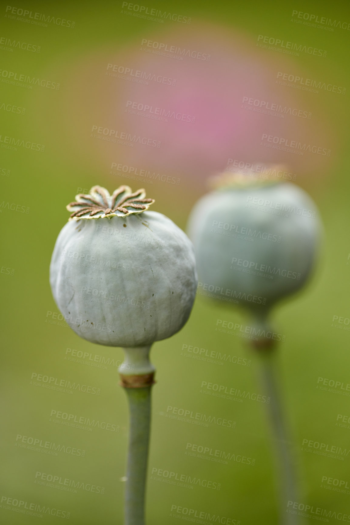 Buy stock photo A series of beautiful garden photos