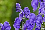 Beautiful flowers from my garden