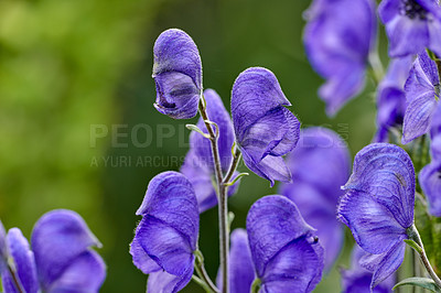 Buy stock photo A series of beautiful garden photos